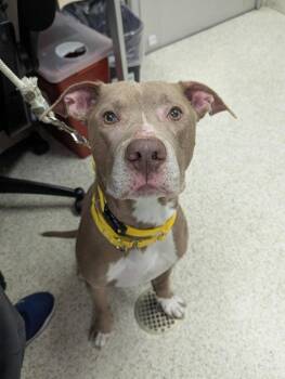 Curtis -  American Staffordshire Terrier Dog for Adoption in Sayreville, New Jersey - Curtis | PetCurious