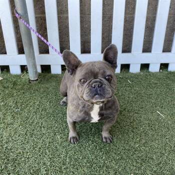 A612101 -  French Bulldog Dog for Adoption in Modesto, California - A612101 | PetCurious