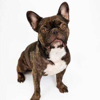 Stitch -  French Bulldog Dog for Adoption in Quakertown, Pennsylvania - Stitch | PetCurious