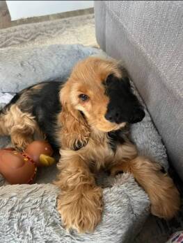 Spots -  English Cocker Spaniel Dog for Adoption in Mount Pleasant, South Carolina - Spots | PetCurious