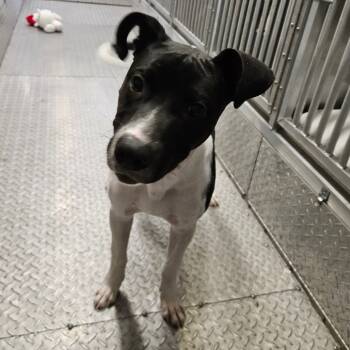 Rescue Mixed Breed Dogs for Adoption in Lake Jackson, Texas - Kohl | PetCurious