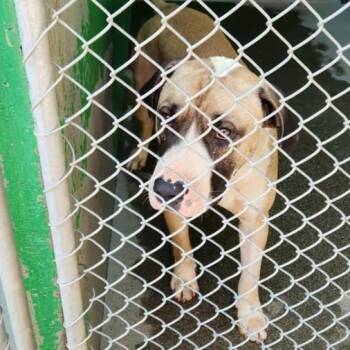 Rescue Pit Bull Terrier Dogs for Adoption in Anderson, California - Dewey | PetCurious