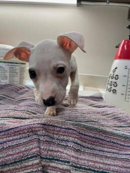 Pit Bull Terrier Dogs Available for Adoption in Baytown, Texas - SCAPULA | PetCurious