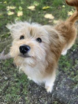 Annie -  Terrier Dog for Adoption in Lancaster, California - Annie | PetCurious