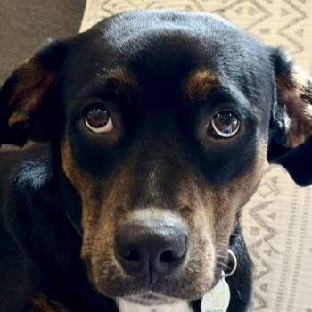 GENTLE Luci -  Rottweiler Dog for Adoption in Mettawa, Illinois - GENTLE Luci | PetCurious