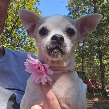 Honey Bunny -  Chihuahua Dog for Adoption in Helena, Alabama - Honey Bunny | PetCurious