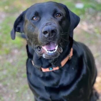 Rescue Black Labrador Retriever and Mixed Breed Dogs for Adoption in Conway, New Hampshire - Paisley | PetCurious