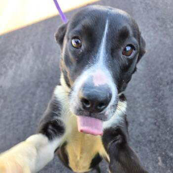 Mixed Breed Dogs Available for Adoption in Bristol, Indiana - Lexi | PetCurious