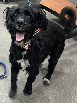 Poodle and Cocker Spaniel Dogs Available for Adoption - COLA | PetCurious