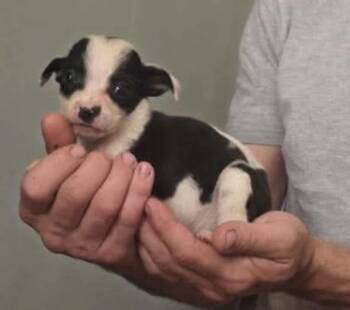 Athena -  Boston Terrier Dog for Adoption in South Bend, Indiana - Athena | PetCurious