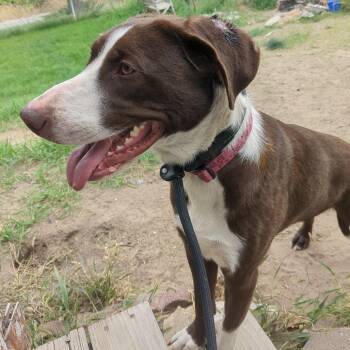 Sheba -  Labrador Retriever and Mixed Breed Dog for Adoption in Tacoma, Washington - Sheba | PetCurious