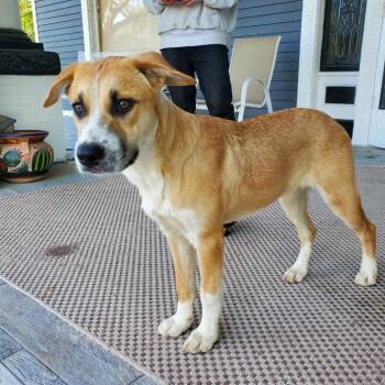 Cattle Dog and Mixed Breed Dogs Available for Adoption in Waco, Texas - Shrimp | PetCurious