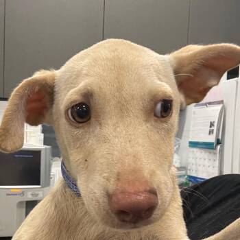 Sammy -  Mixed Breed Dog for Adoption in Milton, Florida - Sammy | PetCurious