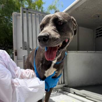 Alejandro -  Pit Bull Terrier and Mixed Breed Dog for Adoption in Edinburg, Texas - Alejandro | PetCurious