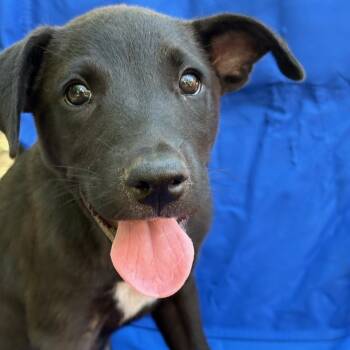 Rescue Retriever Dogs for Adoption in San Antonio, Texas - Ranger | PetCurious