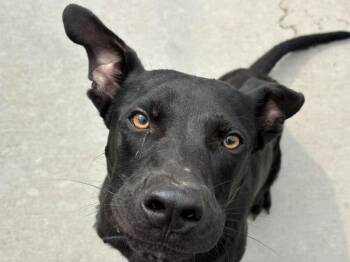 ENZO -  Labrador Retriever and Mixed Breed Dog for Adoption in Tulsa, Oklahoma - ENZO | PetCurious