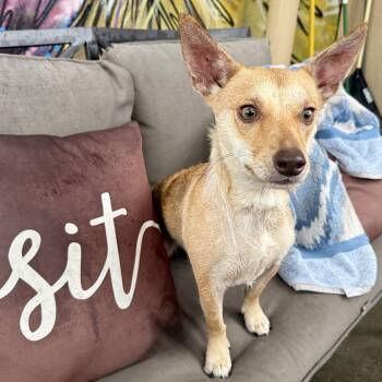 Terrier Dogs Available for Adoption - Lina | PetCurious