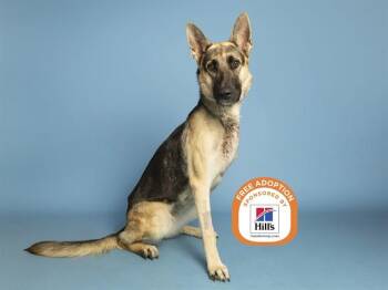 SADIE -  German Shepherd Dog Dog for Adoption in Phoenix, Arizona - SADIE | PetCurious