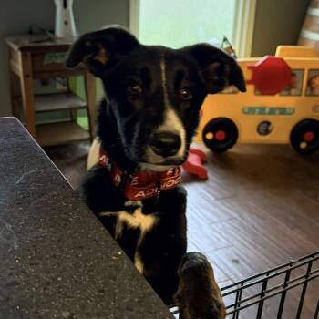 Husky and Black Labrador Retriever Dogs Available for Adoption in Olathe, Kansas - Pepper | PetCurious
