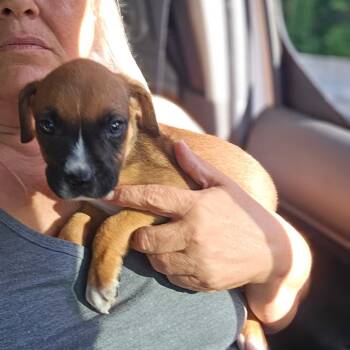 River -  Boxer Dog for Adoption in Hinesville, Georgia - River | PetCurious