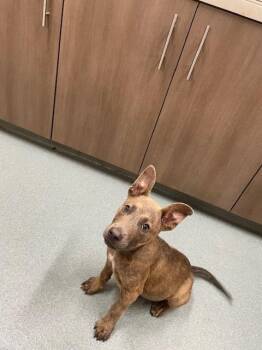 Pit Bull Terrier Dogs Available for Adoption in Baytown, Texas - FLUTTERSHY | PetCurious
