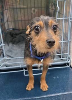 Nacho -  Terrier and Mixed Breed Dog for Adoption in Gainesville, Florida - Nacho | PetCurious