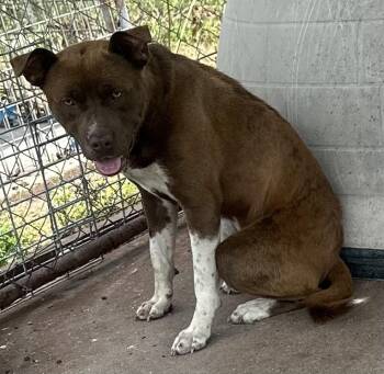 Ole Red -  Mixed Breed Dog Available for Adoption in Bruce, Mississippi - Ole Red | PetCurious