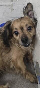 GEODUDE -  Chihuahua and Mixed Breed Dog for Adoption in San Bernardino, California - GEODUDE | PetCurious