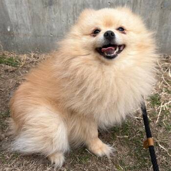 Maluma -  Pomeranian Dog for Adoption in Saint Joseph, Missouri - Maluma | PetCurious