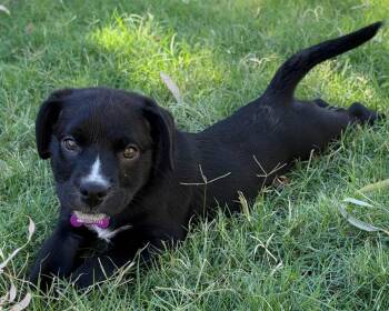 Sally -  Australian Shepherd and American Bully Dog for Adoption in San Tan Valley, Arizona - Sally | PetCurious