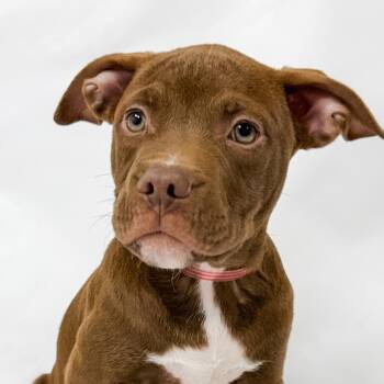 960 (2026) Lucy -  Pit Bull Terrier and Mixed Breed Dog for Adoption in Parker, Colorado - 960 (2026) Lucy | PetCurious