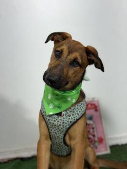 Benjamin-One of our Amazing Rescue Dogs -  Belgian Shepherd Malinois and German Shepherd Dog Dog for Adoption in Carlsbad, California - Benjamin-One Of Our Amazing Rescue Dogs | PetCurious
