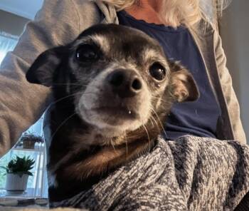 BeBe -  Chihuahua Dog for Adoption in Scottsburg, Indiana - BeBe | PetCurious