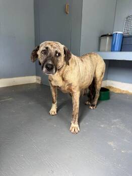 Audra -  Mixed Breed Dog for Adoption in Athens, Ontario - Audra | PetCurious