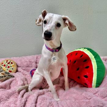 Violet -  Jack Russell Terrier and Whippet Dog for Adoption in High Ridge, Missouri - Violet | PetCurious