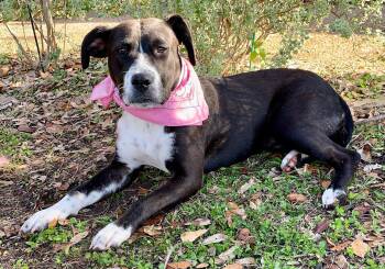Labrador Retriever and Terrier Dogs Available for Adoption - MAISY - WHAT A DOLL - SEE VIDEO! | PetCurious