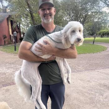 Nimbus -  Poodle and Great Pyrenees Dog for Adoption in Portland, Oregon - Nimbus | PetCurious