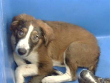 Anna~FOSTER or FOSTER TO ADOPT NEEDED~ -  Australian Shepherd Dog for Adoption in Minneapolis, Minnesota - Anna~FOSTER Or FOSTER TO ADOPT NEEDED~ | PetCurious