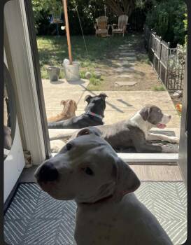 Halligan -  Pit Bull Terrier Dog for Adoption in Eugene, Oregon - Halligan | PetCurious