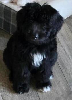 Mason -  Labradoodle Dog for Adoption in Dallas, Texas - Mason | PetCurious