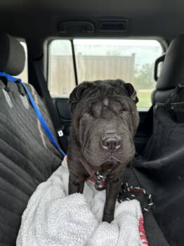 Rescue Shar Pei Dogs for Adoption in Lake Forest, California - Onyx | PetCurious