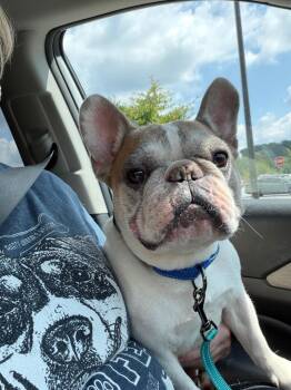 Eddie -  French Bulldog Dog for Adoption in Sharpsburg, Georgia - Eddie | PetCurious