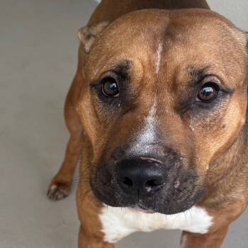 Rescue Mixed Breed Dogs for Adoption in Vineland, New Jersey - Ham | PetCurious