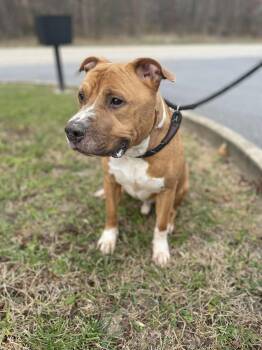 Rescue Pit Bull Terrier Dogs for Adoption in Covington, Virginia - Rey | PetCurious