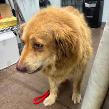 Boots -  Golden Retriever Dog for Adoption in Chattanooga, Tennessee - Boots | PetCurious