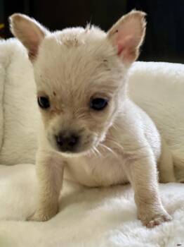 Bitty Bean -  Chihuahua Dog for Adoption in Lakemont, Georgia - Bitty Bean | PetCurious