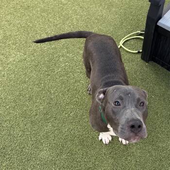 Gardener -  Mixed Breed Dog for Adoption in Greensboro, North Carolina - Gardener | PetCurious
