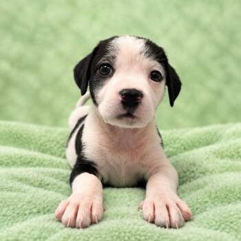 Cal -  Hound and Mixed Breed Dog for Adoption in St. Peters, Missouri - Cal | PetCurious