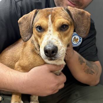 Beagle Dogs Available for Adoption - Cherokee | PetCurious