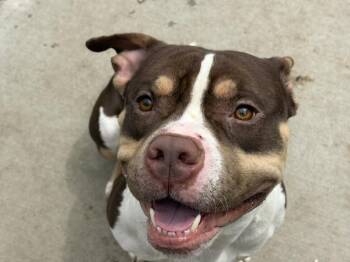 Pit Bull Terrier and Mixed Breed Dogs Available for Adoption in Tulsa, Oklahoma - OCHO | PetCurious